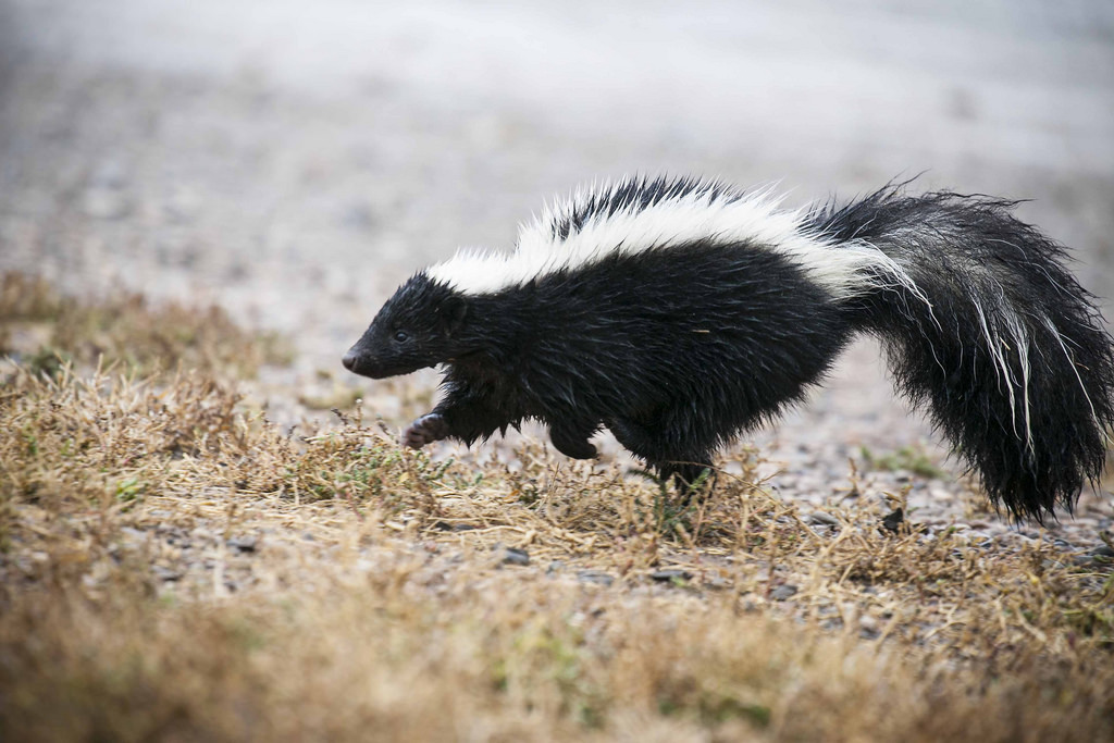 skunk running