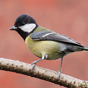 bird on branch