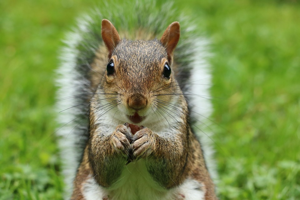 squirrel with nut 